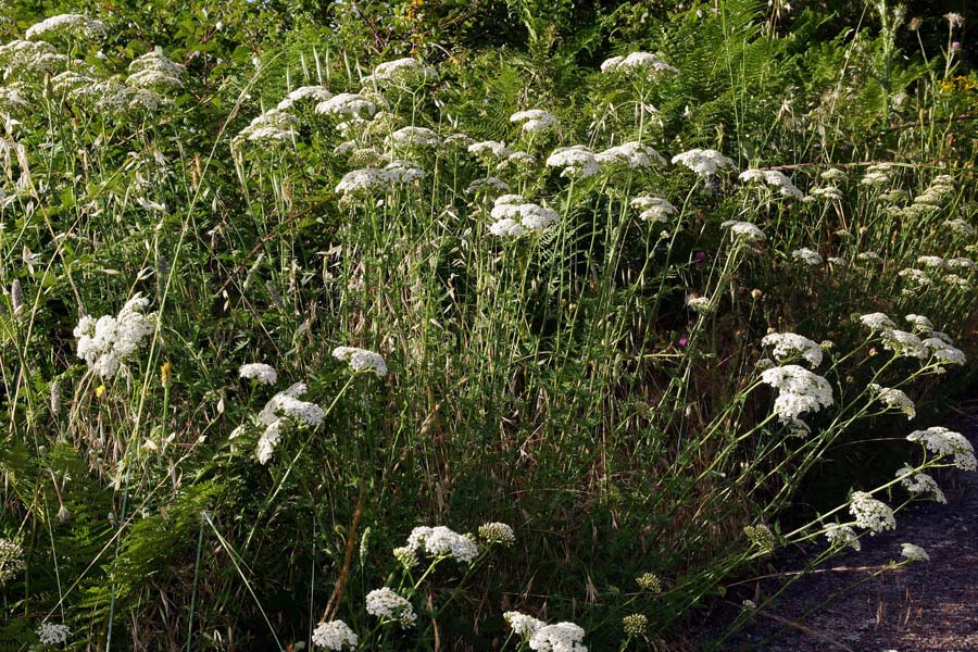 Achillea ligustica / Millefoglio ligure